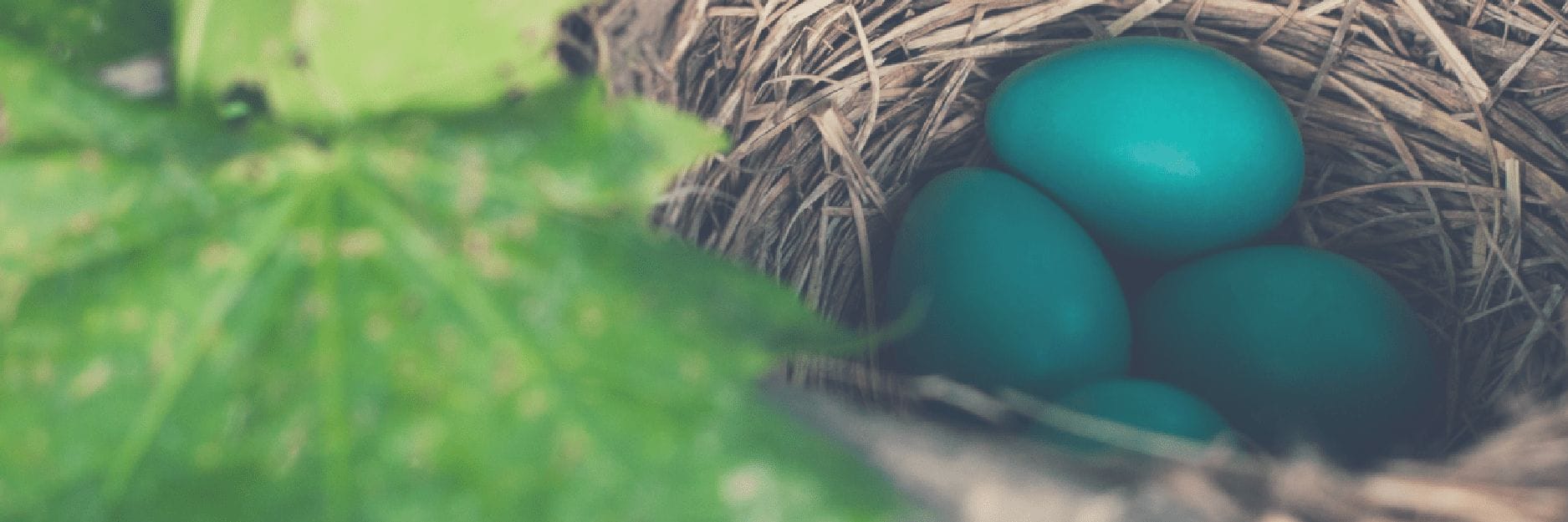Jade Eggs: Not all they’re cracked up to be